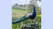 Trimstone Manor Country House Hotel